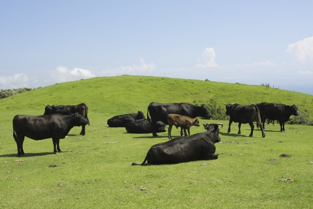高品質な神戸牛が育つ条件とは？