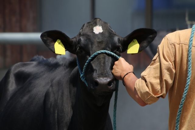 三宮 神戸牛が高級な理由 専門店でa5ランクの神戸牛を味わうならモーリヤ