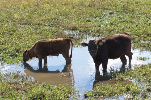 Kobe beef｜但馬牛の特徴とは？
